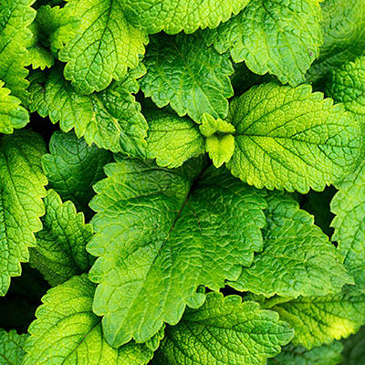 INFUZII DIN PLANTE PURE