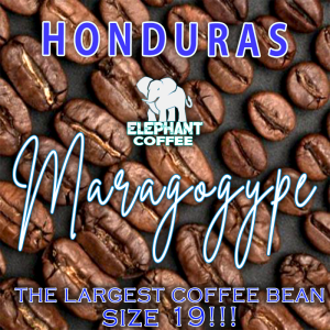 comparatie marime boabe de cafea maragogype fata de alta cafea