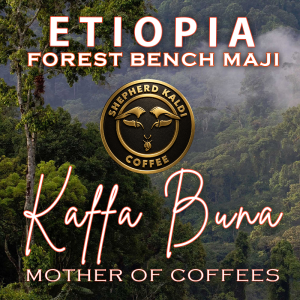 etiopia-kaffa-buna-bonga-forest-bench-maji-coffee- padurile salbatice cu cafea